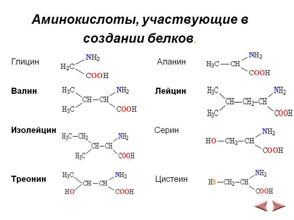 Аминокислота серин и ее основные свойства, функции и особенности