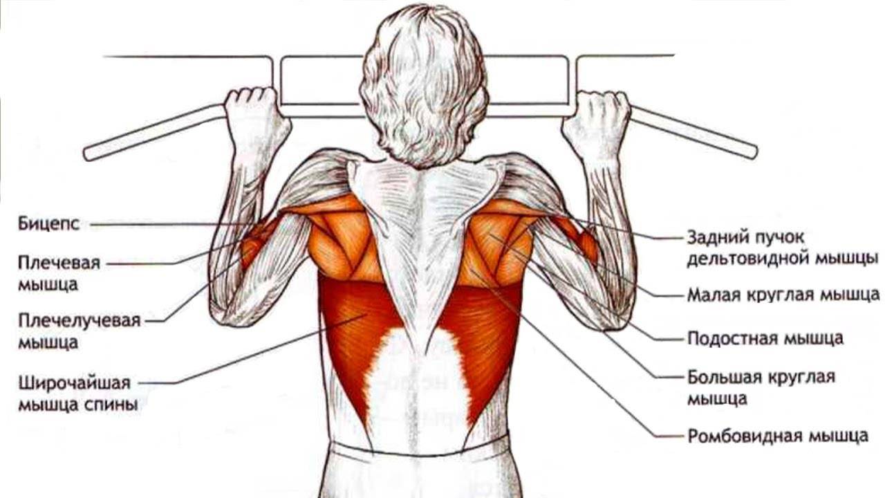 Мышцы работающие при подтягивании разным хватом