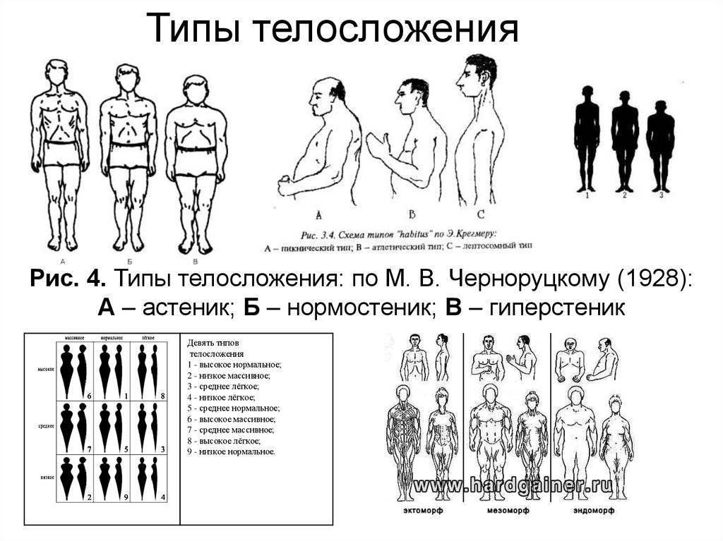 Расчет компонентов соматотипа по хит-картеру