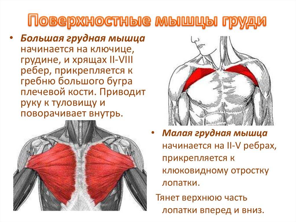 Мышцы груди [1989 липченко в.я., самусев р.п.