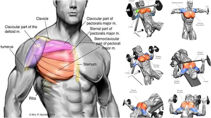Как накачать грудные мышцы: 19 эффективных упражнений на грудь