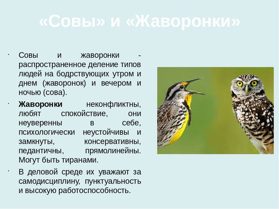 Почему совам не стать жаворонками? - блог викиум