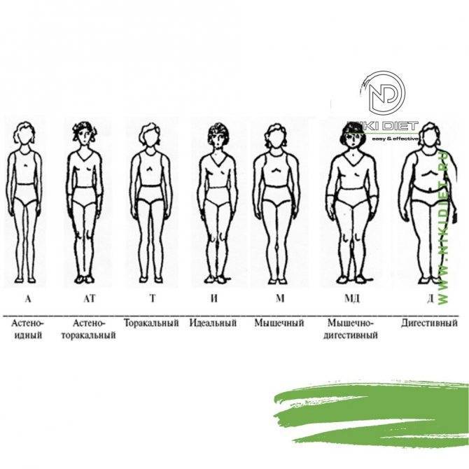????типы телосложения — сводная таблица видов. как определить свой?