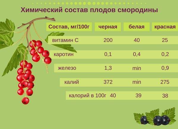 Крыжовник обыкновенный, полезные свойства ягод, выращивание, обрезка, уход