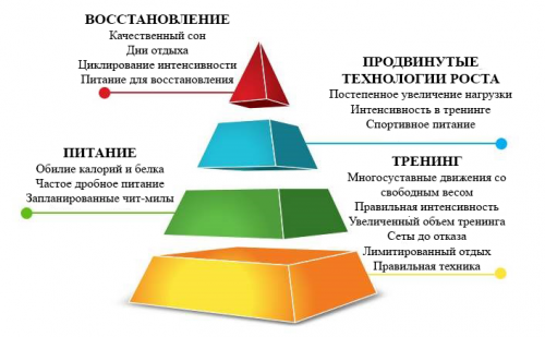 Силовой цикл юрия верхошанского «русская пирамида»