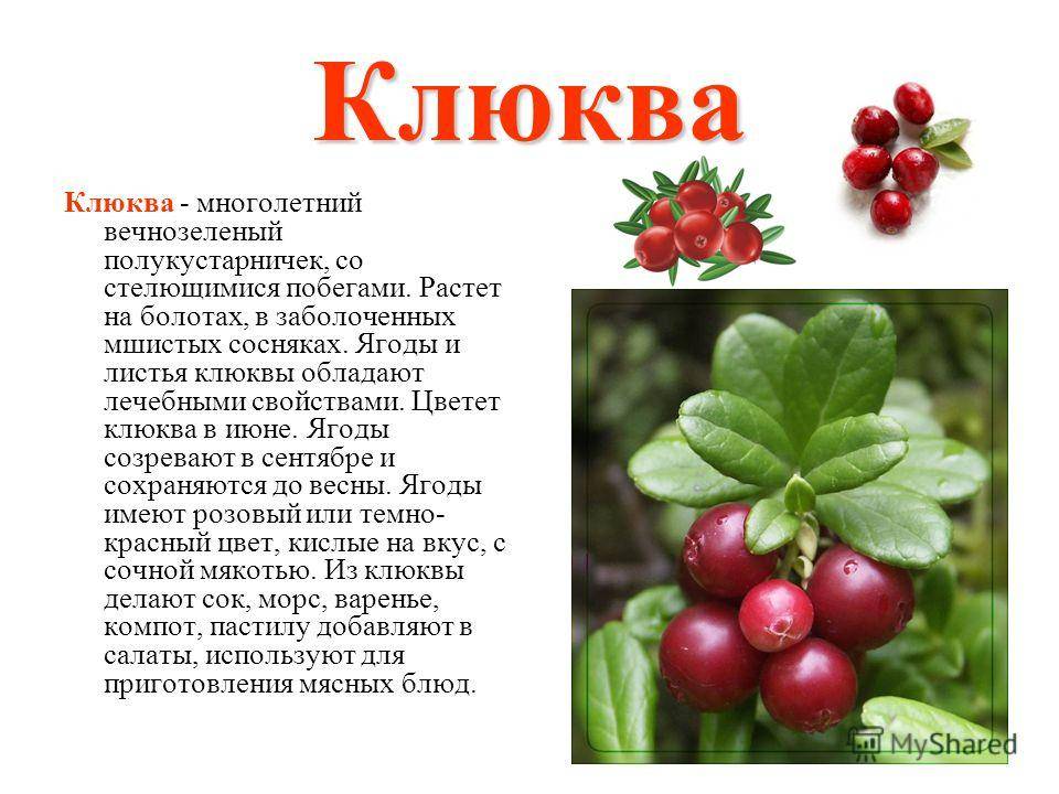 Природа байкала: растения и животные. озеро байкал :: syl.ru