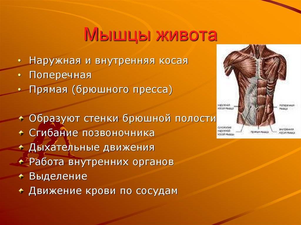 Анатомия мышц живота: строение, функции, упражнения для развития мышц живота - всё о тренировках