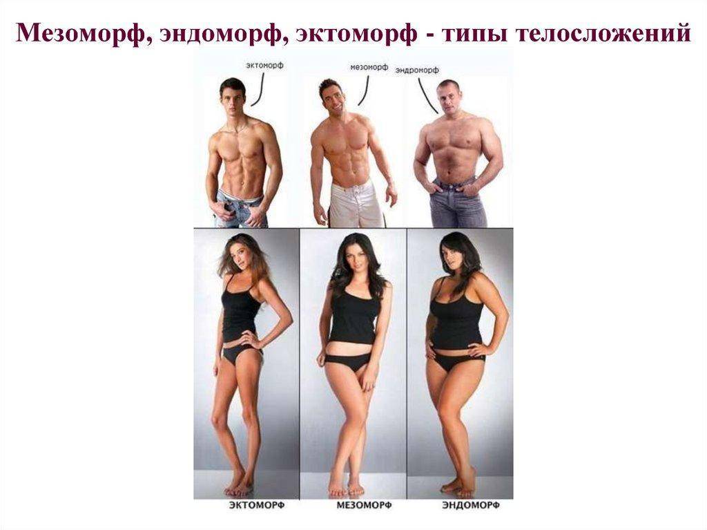 Эктоморф: особенности телосложения, правильное питание и программа тренировок для набора мышечной массы