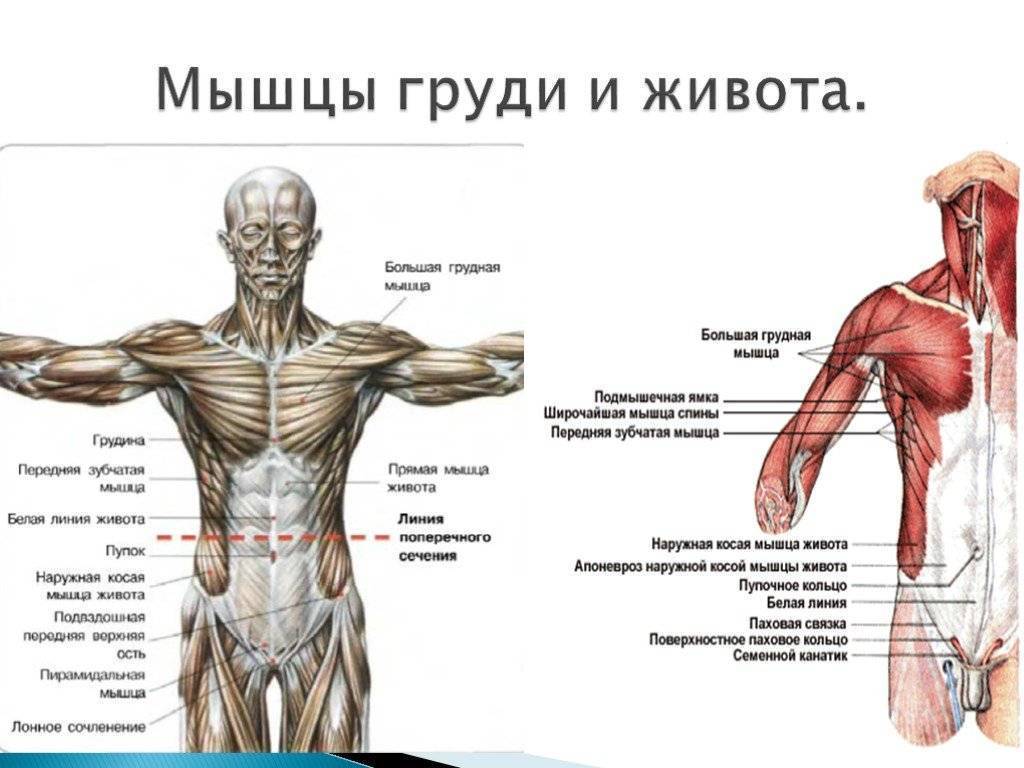 Классификации скелетных мышц человека