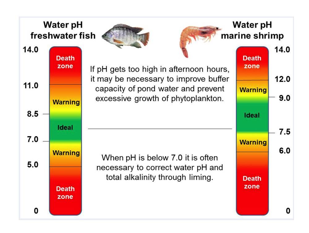 Температура воды в аквариуме для рыбок: какой должна быть оптимальная температура