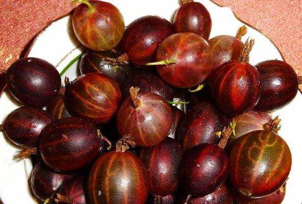 Крыжовник: польза и вред для здоровья. кому и в каких количествах можно крыжовник, как его употребляют и применяют