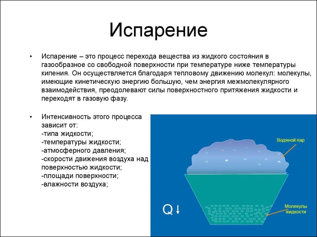 Испарение и конденсация в живой природе проект