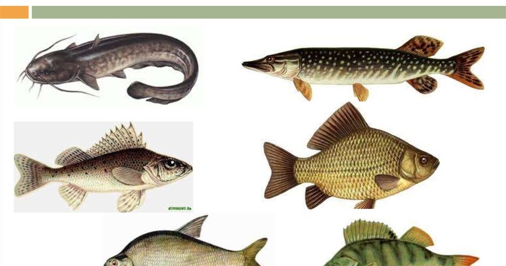 Река кама — описание, рыбалка и отдых, природа и экология