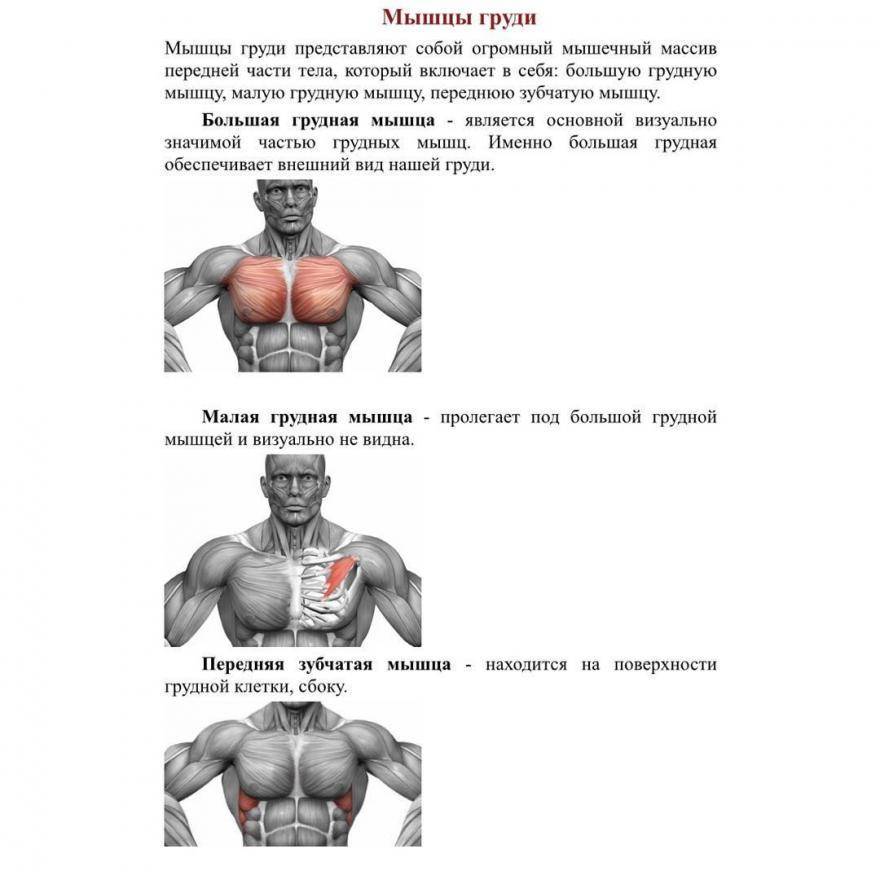 Лучшие упражнения для грудных мышц