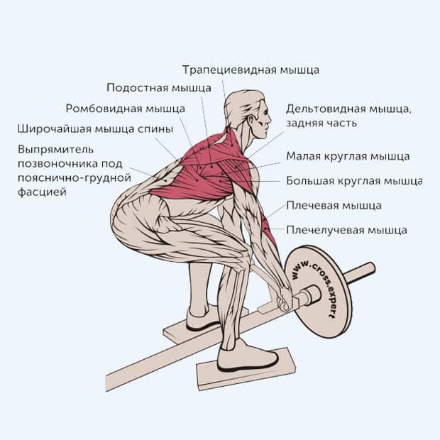 Тяга верхнего блока: какие мышцы работают при разных хватах