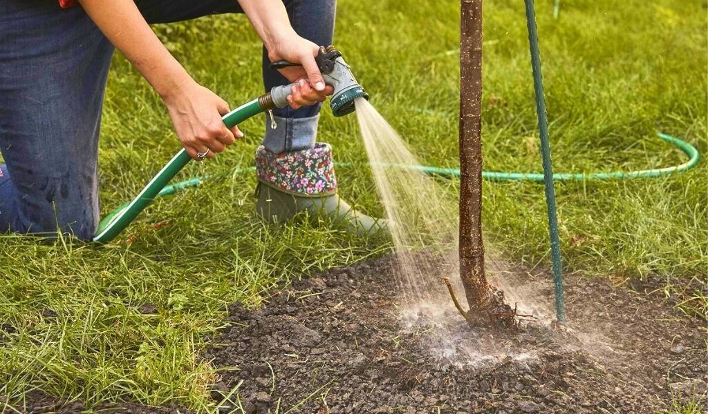 Как часто поливать рулонный газон после укладки
