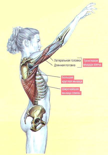 Упражнения на медиальную головку трицепса: как накачать внутренний пучок трехглавой мышцы плеча