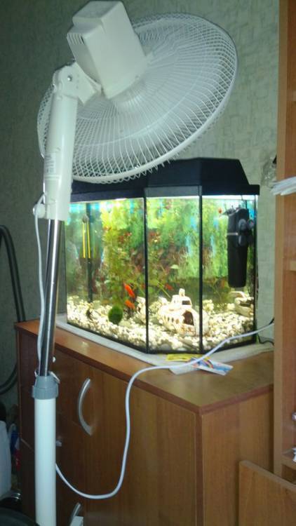 Как понизить температуру воды в аквариуме
