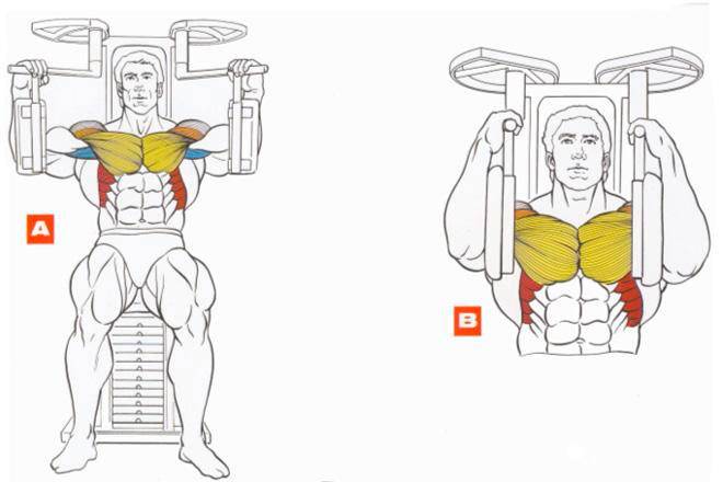 Жим в грудном тренажере сидя: важное упражнение для объема мышц