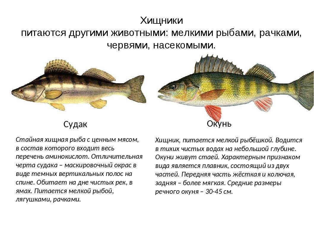 Хищные рыбы: полный список с описанием и фото