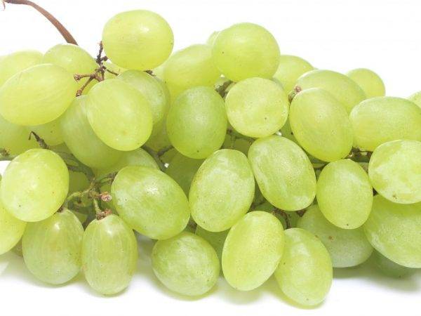 Полное описание сорта винограда изабелла