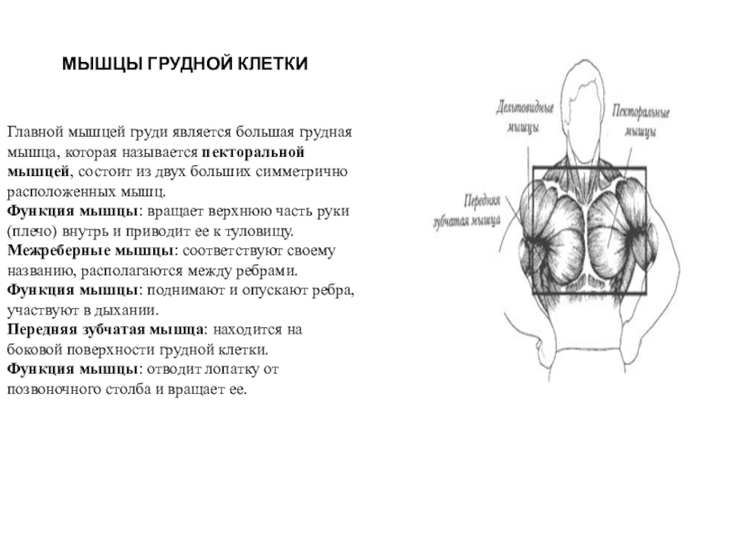 Анатомия грудных мышц: строение, виды, функции и многое другое