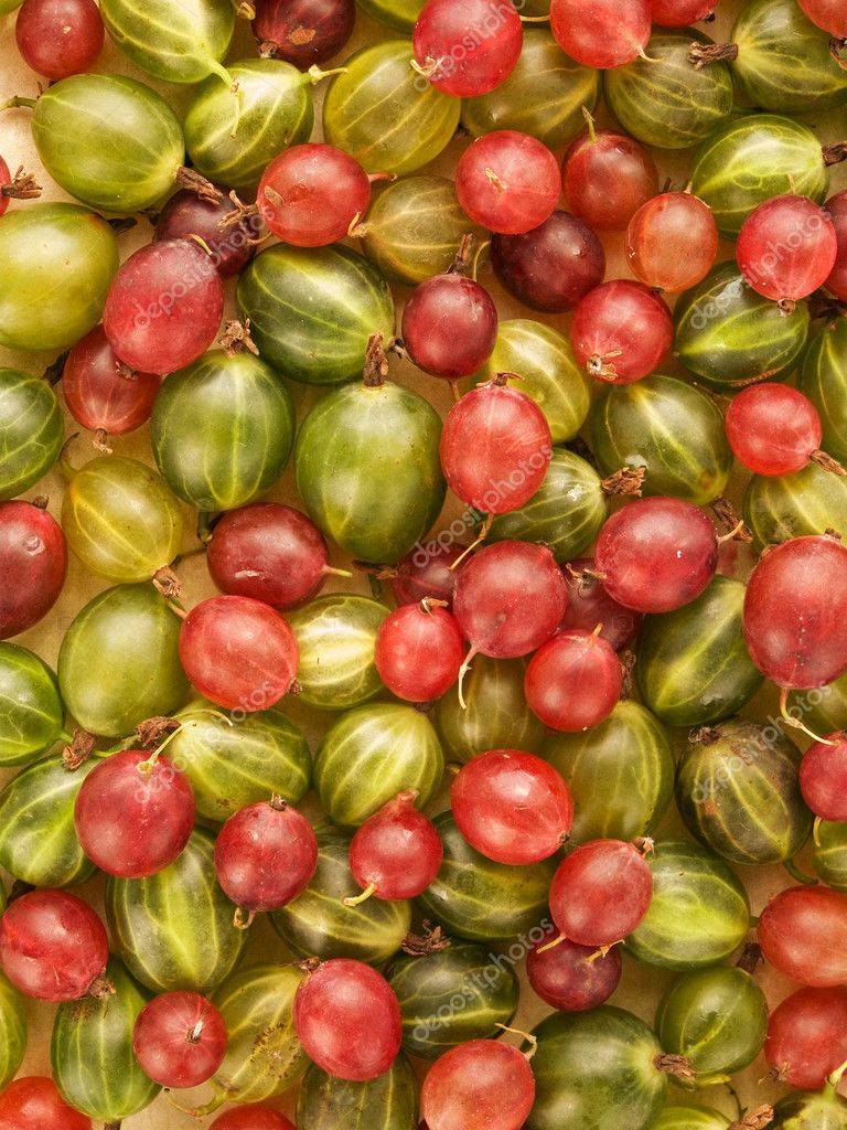 Крыжовник — полезные свойства и вред для здоровья, состав и применение ягод