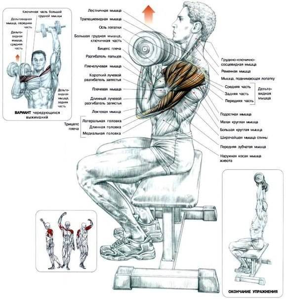 Жим арнольда: техника выполнения упражнения сидя и стоя