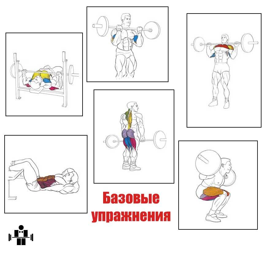 Базовые упражнения на все группы мышц для набора мышечной массы: виды, правильная техника и примеры тренировок