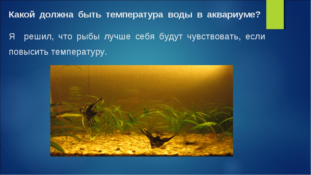 Какая температура воды в аквариуме лучше всего подходит для рыбок и растений | parnas42.ru