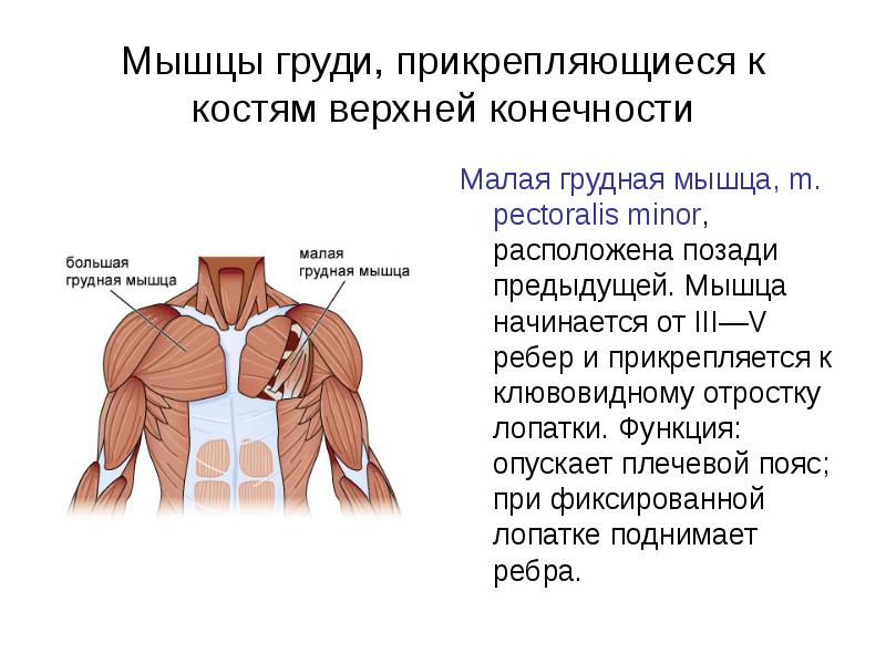 Малая грудная мышца где находится фото