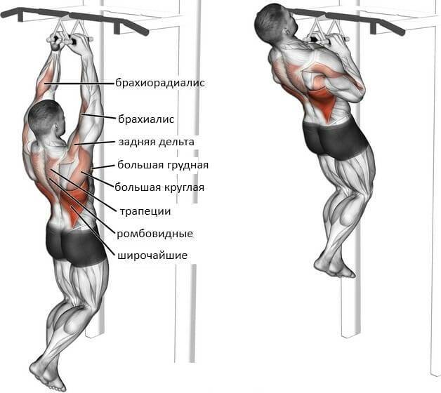Подтягивания широким хватом: правильная техника, работающие мышцы