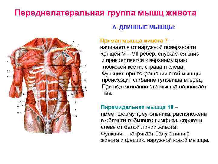 Строение, функции и анатомия мышц живота (пресса) от а до я