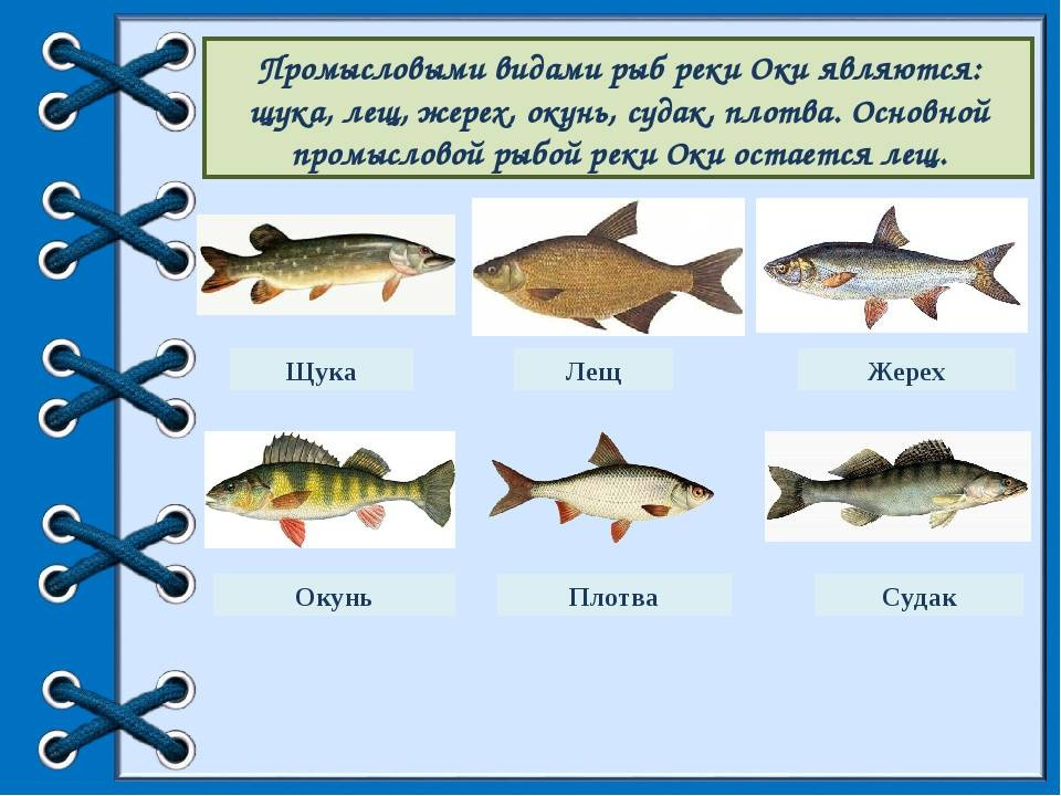 Рыбалка в оренбургской области