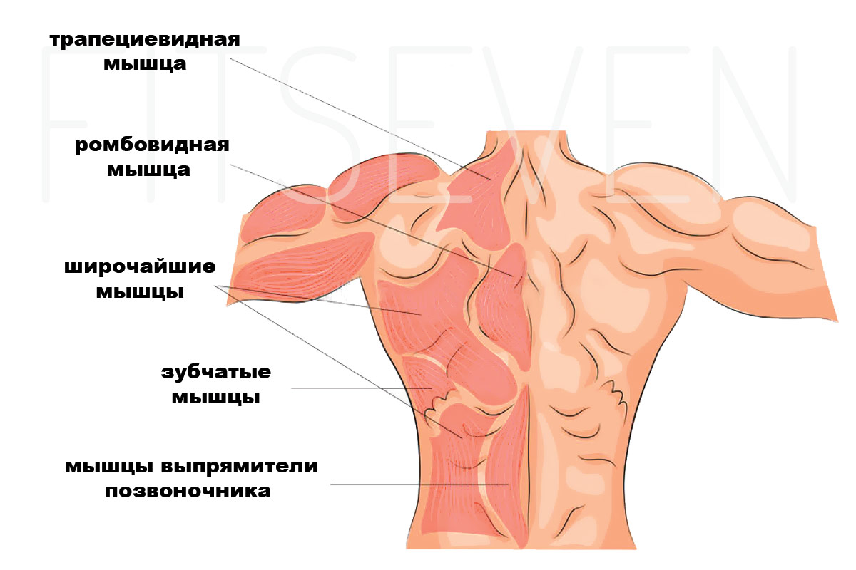 Тренировка трапециевидной мышцы