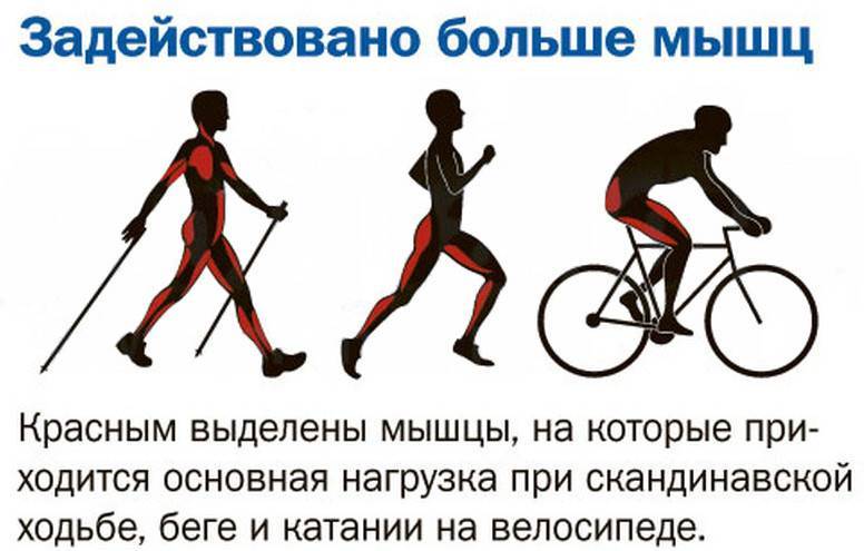 Велотренажер: какие мышцы работают, что дает, польза и вред