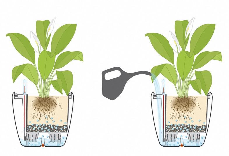Как поливать цветы в корзине на губке - агрожурнал