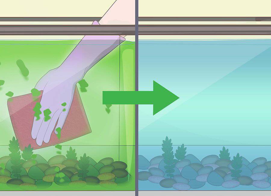 Кристальная вода в аквариуме: как сделать прозрачной, какие средства помогают добиться абсолютно чистой h2o, можно ли сохранить результаты