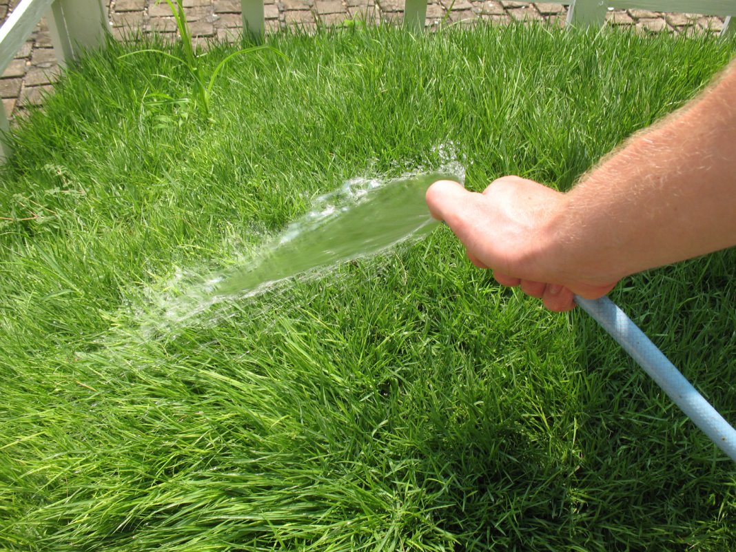 Как часто надо поливать рулонный газон
