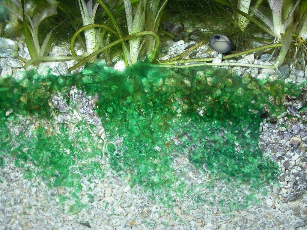 Почему зеленеет вода в аквариуме: что делать и как бороться с цветением
