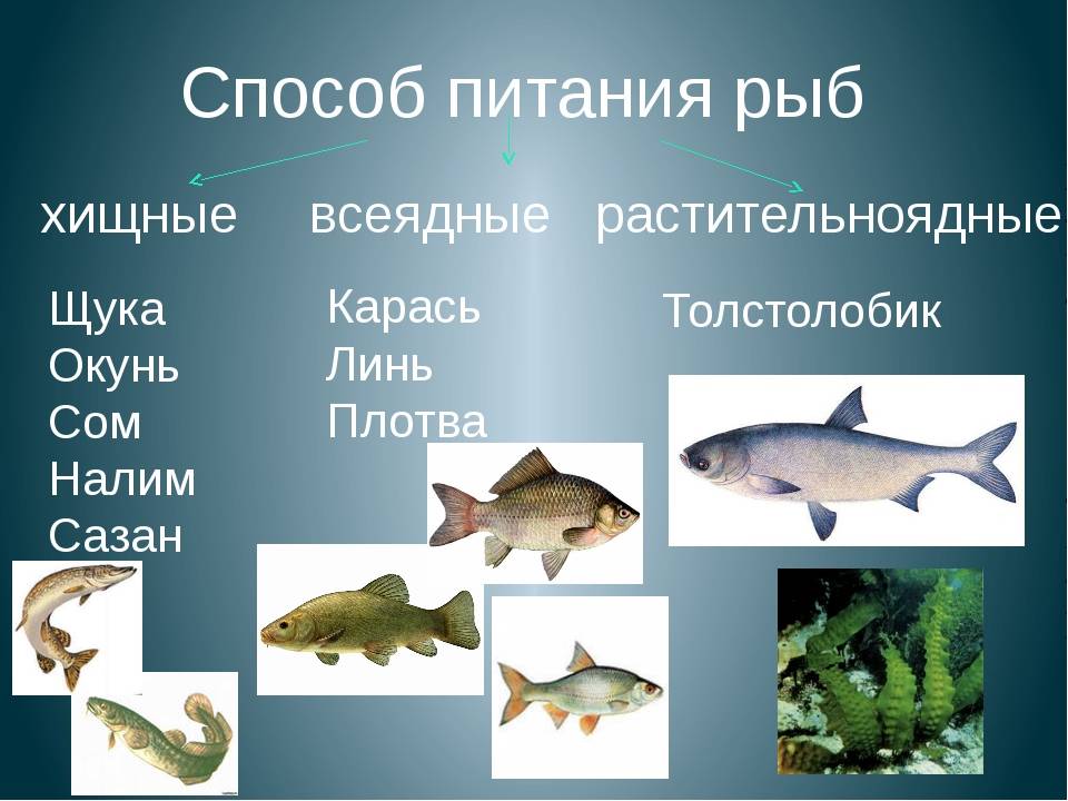 Разнообразие ихтиофауны, или какая рыба водится в Амуре