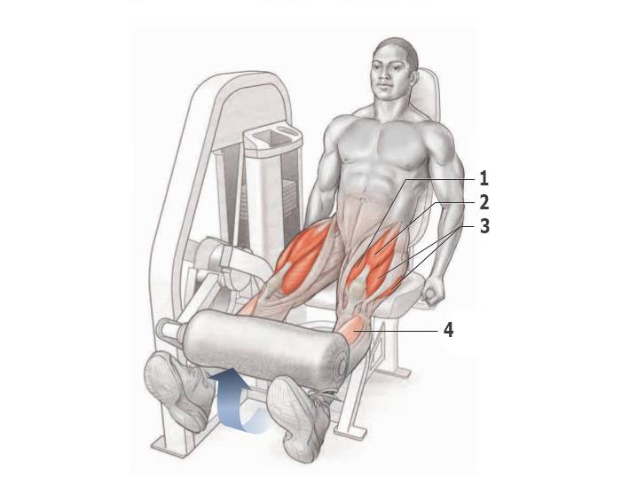 Разгибания ног сидя в тренажере – прорабатываем квадрицепс