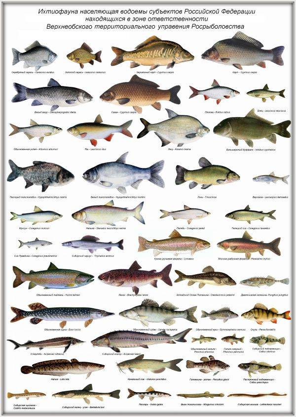 Все рыбы реки дон