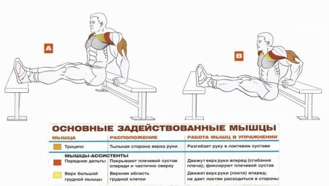 Как правильно делать отжимания от скамьи на трицепс и какие бывают ошибки?