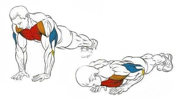 Программа отжимания от пола для начинающих, тренировка грудных мышц на массу