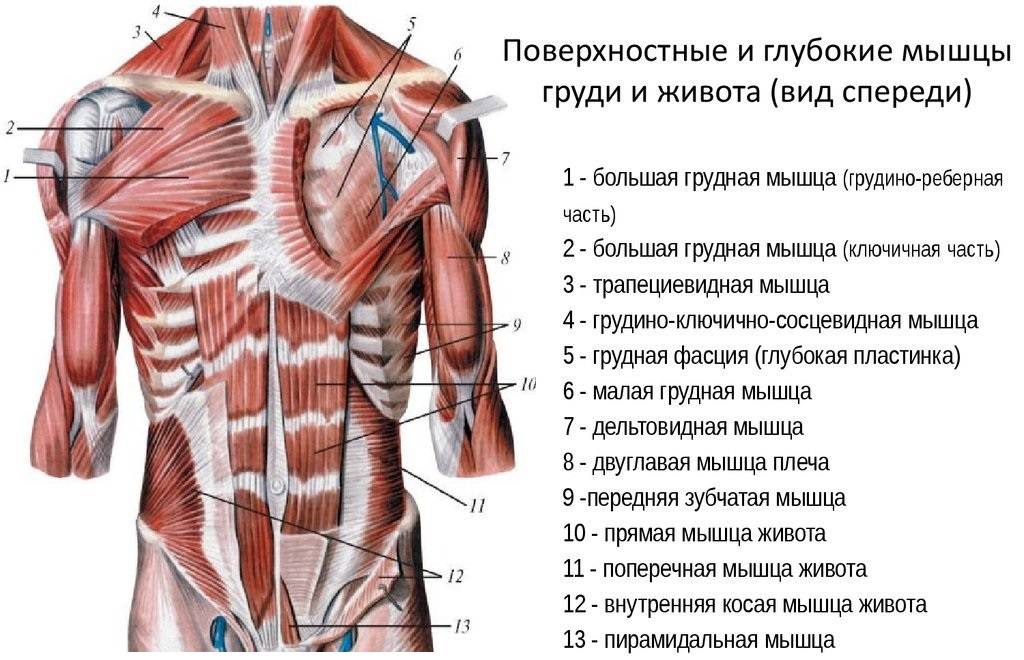 Мышцы живота: строение и функции