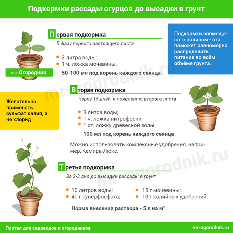 Что нужно учитывать, удобряя растения древесной золой