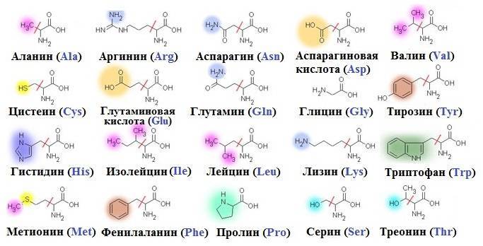 Аминокислоты: разновидности, эффекты и схемы приема