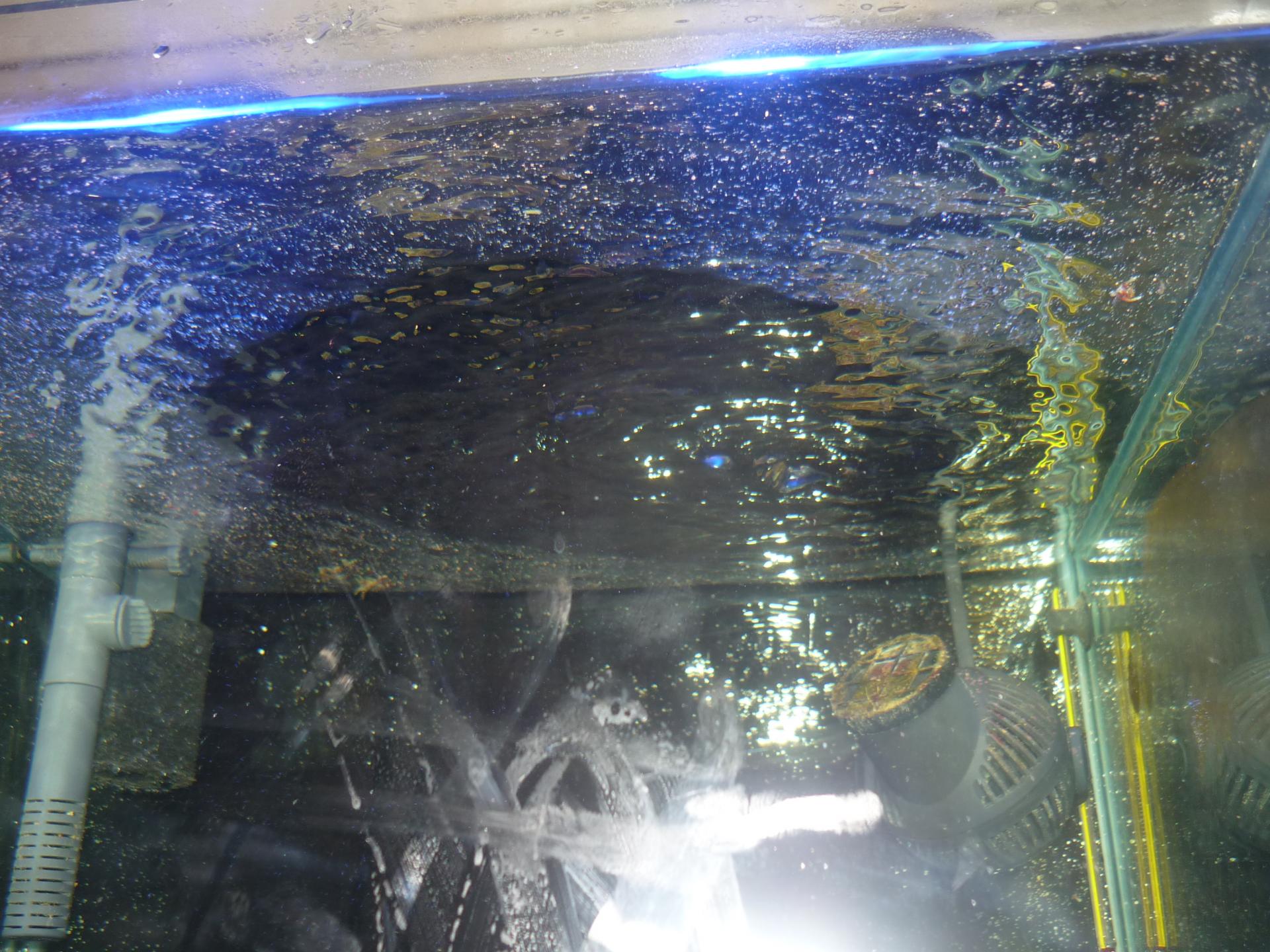 Почему пенится вода в домашнем аквариуме