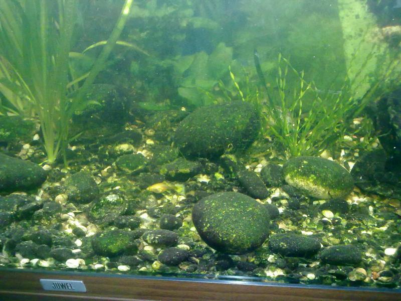 Почему тухнет вода в аквариуме